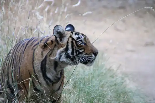 Ranthambore