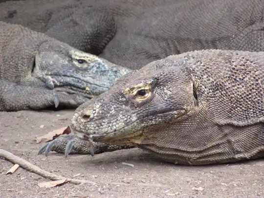 Komodo