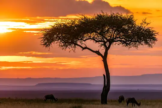 Masai Mara National Reserve