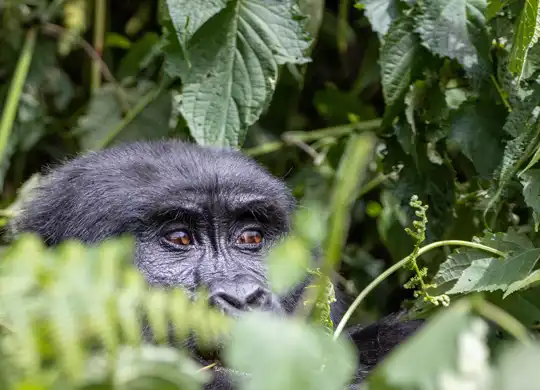 Rwanda - national park - Volcanoes National Park