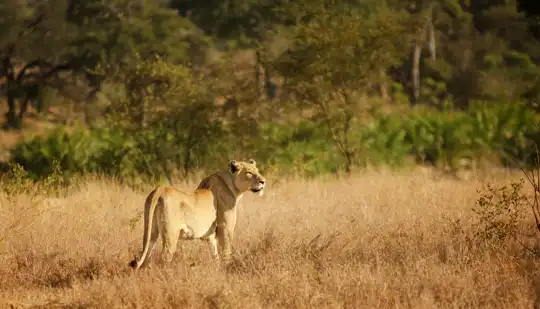 Kruger