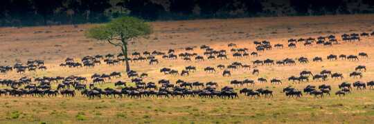 Tanzania - national park - Serengeti National Park