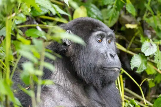 Bwindi Impenetrable