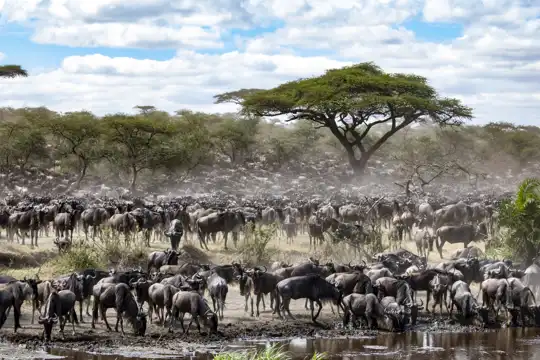 Tanzania - unique site - Serengeti Migration