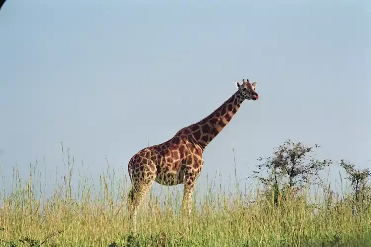 Backpacking in wildlife