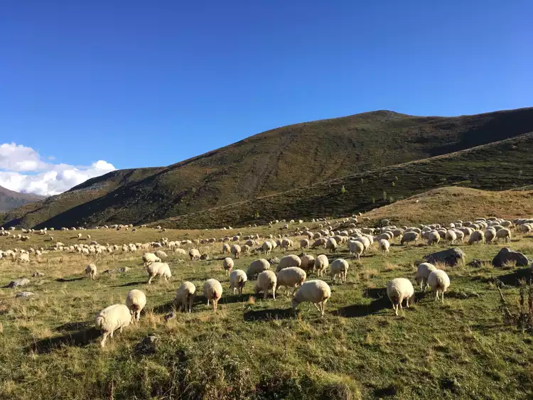 Backpacking in wildlife