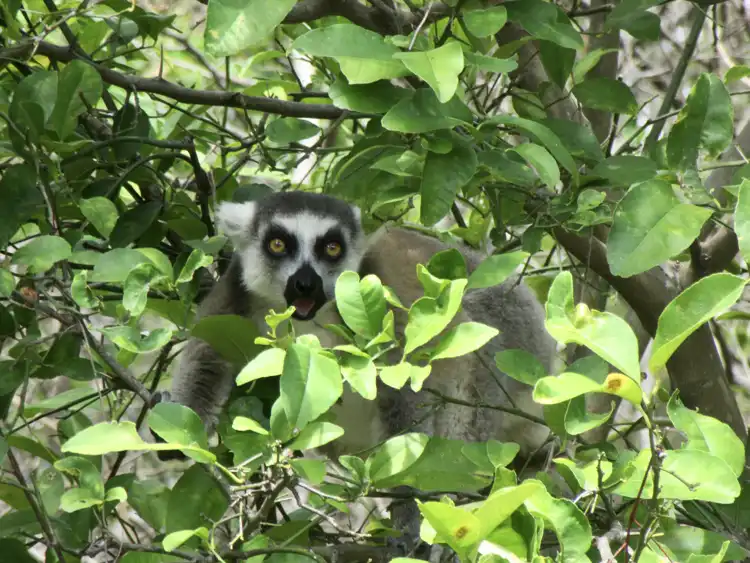 Backpacking in wildlife