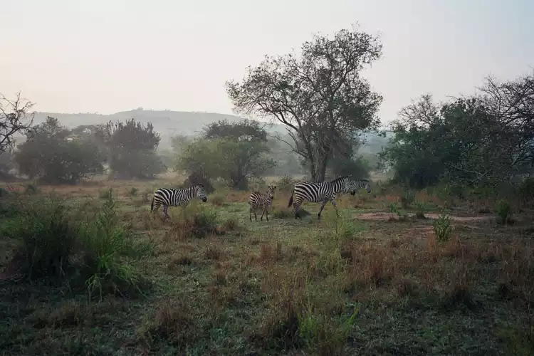 Backpacking in wildlife